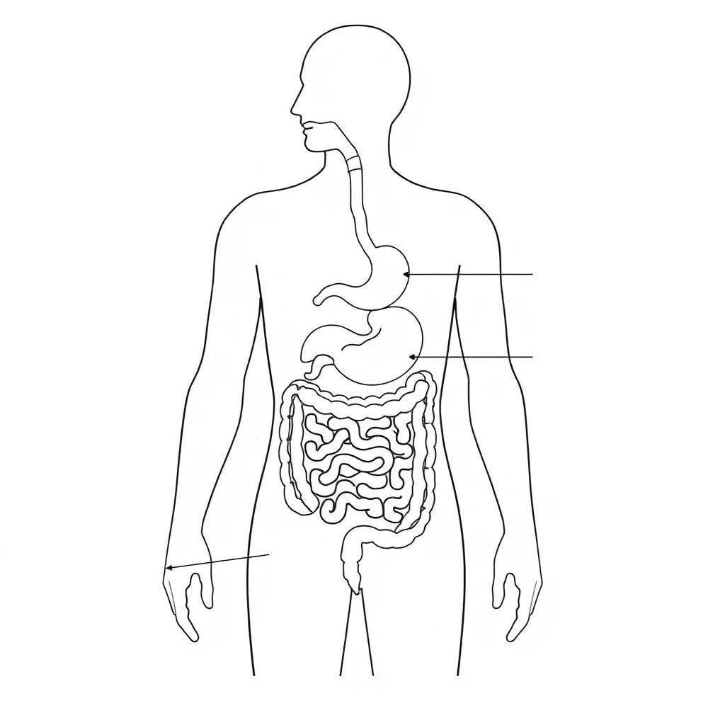 Diagram of the human digestive system, emphasizing the stomach and intestines.
